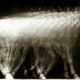 Prototype
